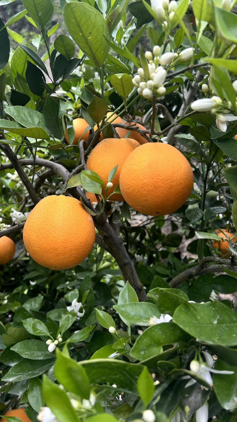 秭归伦晚脐橙新鲜时令水果产地一手货源现摘现发