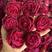 云南精品墨红玫瑰，烤干墨红玫瑰玫瑰，冻干墨红玫瑰
