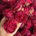 云南精品墨红玫瑰，烤干墨红玫瑰玫瑰，冻干墨红玫瑰