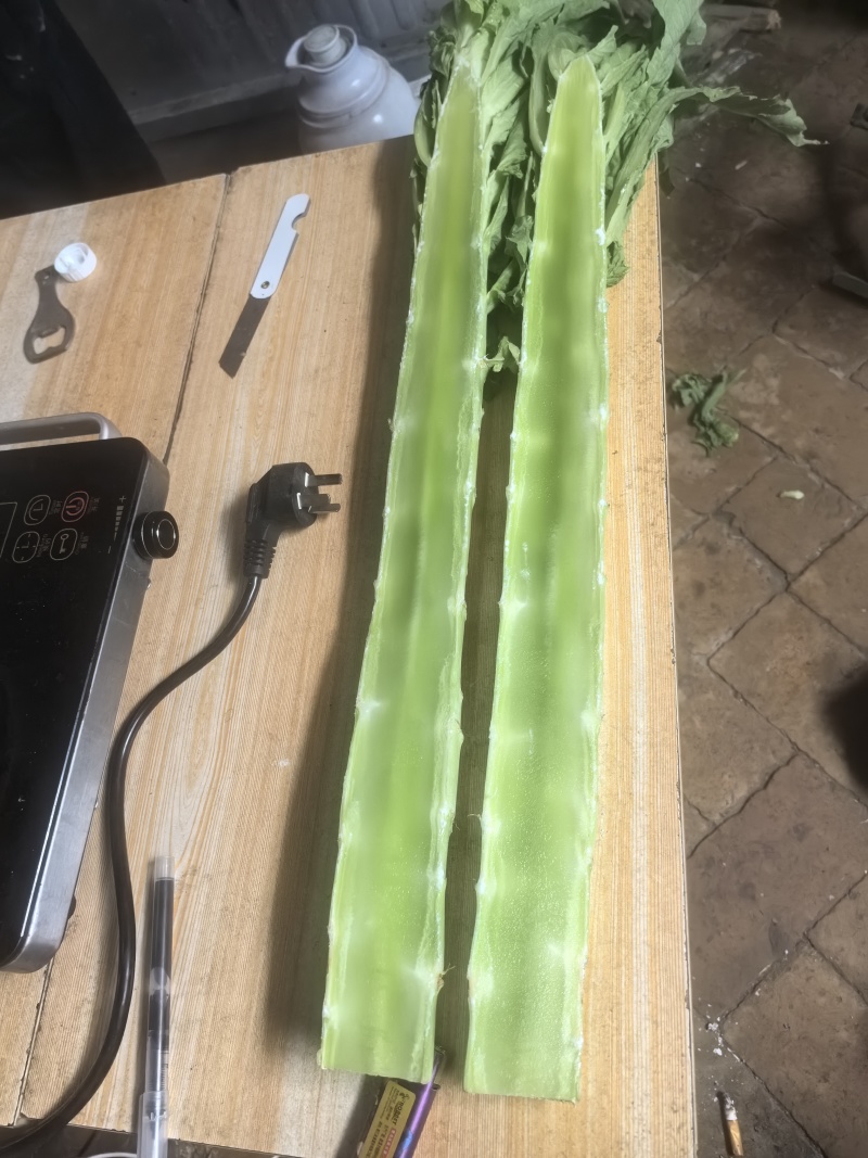 三青莴笋莴苣不空心