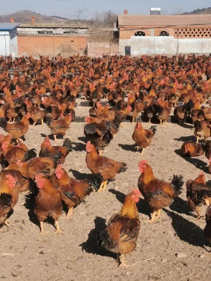 【推荐】活鸡大量供货一手货源价格优惠欢迎致电联系