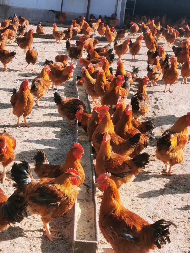 【推荐】活鸡大量供货一手货源价格优惠欢迎致电联系