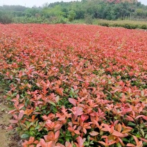 红叶石楠苗小苗规格齐全易成活可提供种植技大量从优