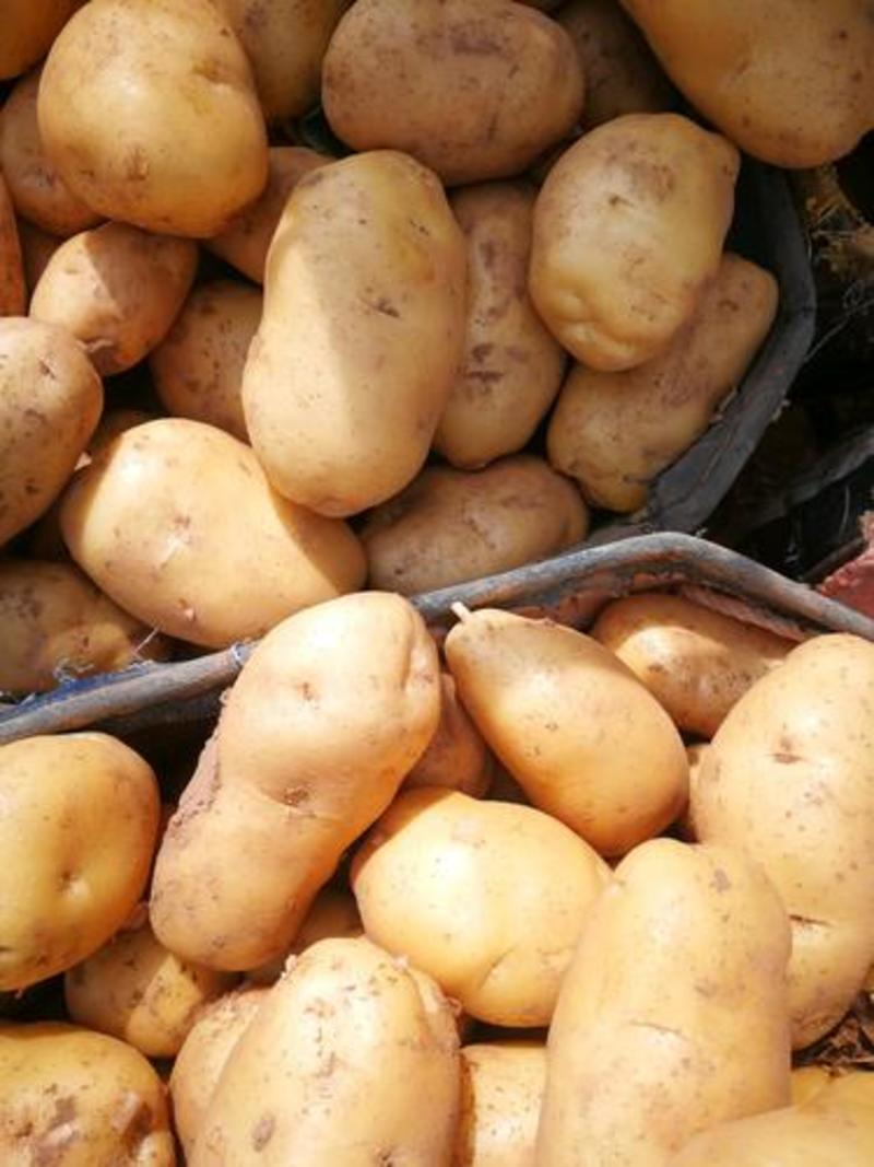 山东黄心黄皮土豆大量上市了，货源充足保质保量全国发货