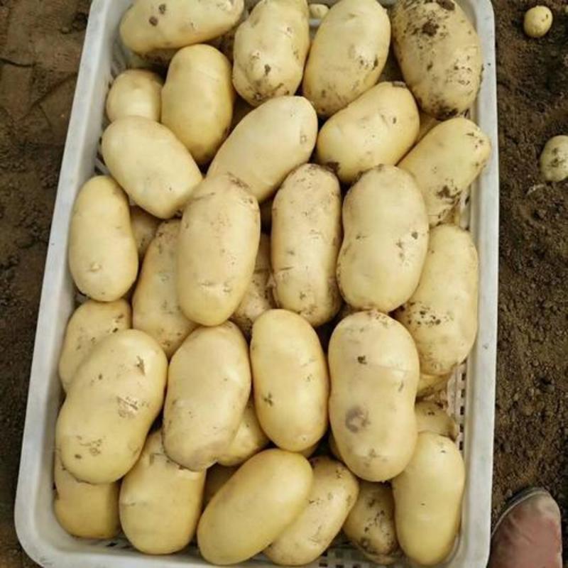 山东黄心土豆大量上市了，产地直销，货源充足