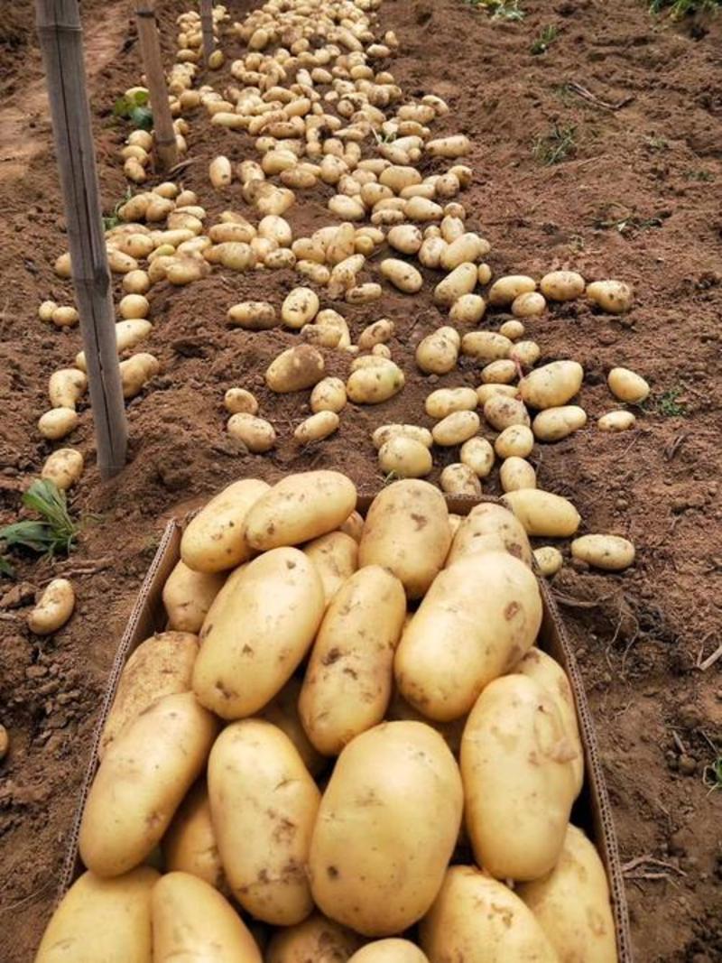 山东黄心土豆大量上市了，产地直销，货源充足