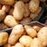 山东黄心土豆大量上市了，荷兰十五V7货源充足，全国发货