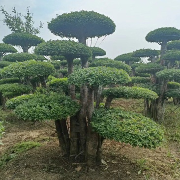 对接白蜡精品观景，园林风景，市政绿化，现买现挖，服务第一
