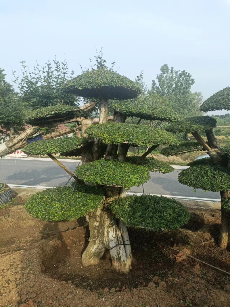 对接白蜡精品观景，园林风景，市政绿化，现买现挖，服务第一