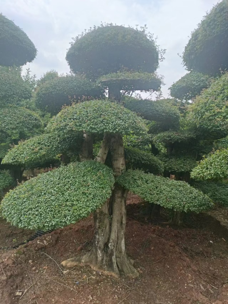 对接白蜡精品观景，园林风景，市政绿化，现买现挖，服务第一