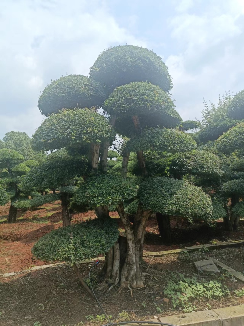 对接白蜡精品观景，园林风景，市政绿化，现买现挖，服务第一