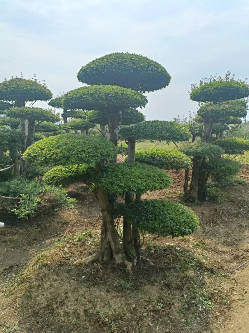 对接白蜡精品观景，园林风景，市政绿化，现买现挖，服务第一