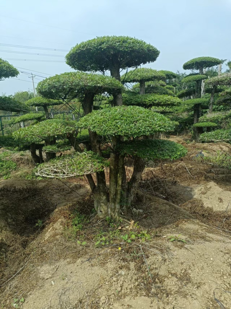 对接白蜡精品观景，园林风景，市政绿化，现买现挖，服务第一