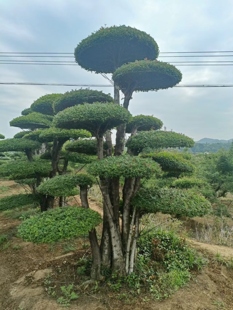 对接白蜡精品观景，园林风景，市政绿化，现买现挖，服务第一