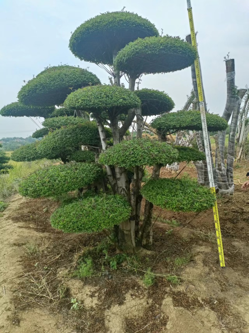 对接白蜡精品观景，园林风景，市政绿化，现买现挖，服务第一