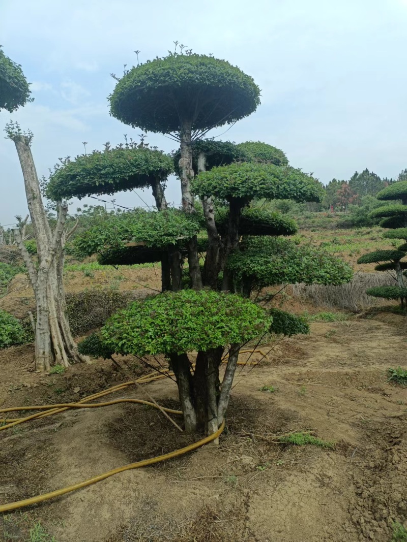 对接白蜡精品观景，园林风景，市政绿化，现买现挖，服务第一