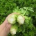 皇后芹菜中棵小棵80公分无苔子无病灾