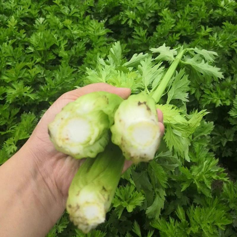 皇后芹菜中棵小棵80公分无苔子无病灾