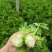 皇后芹菜中棵小棵80公分无苔子无病灾