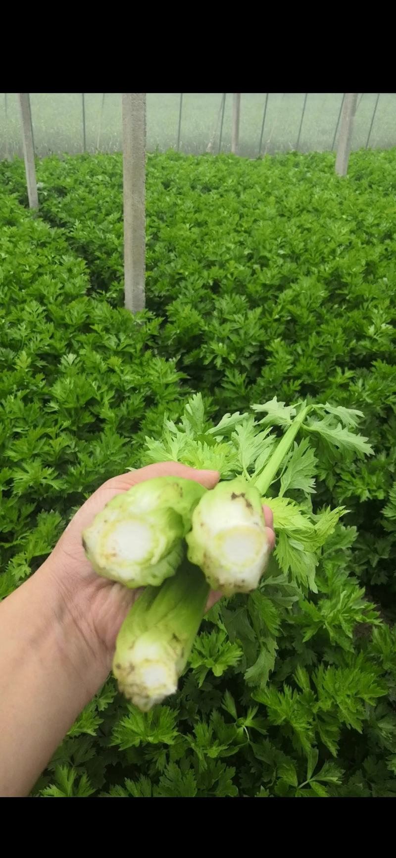 皇后芹菜中棵小棵80公分无苔子无病灾