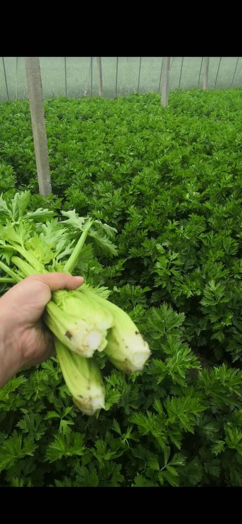 皇后芹菜中棵小棵80公分无苔子无病灾