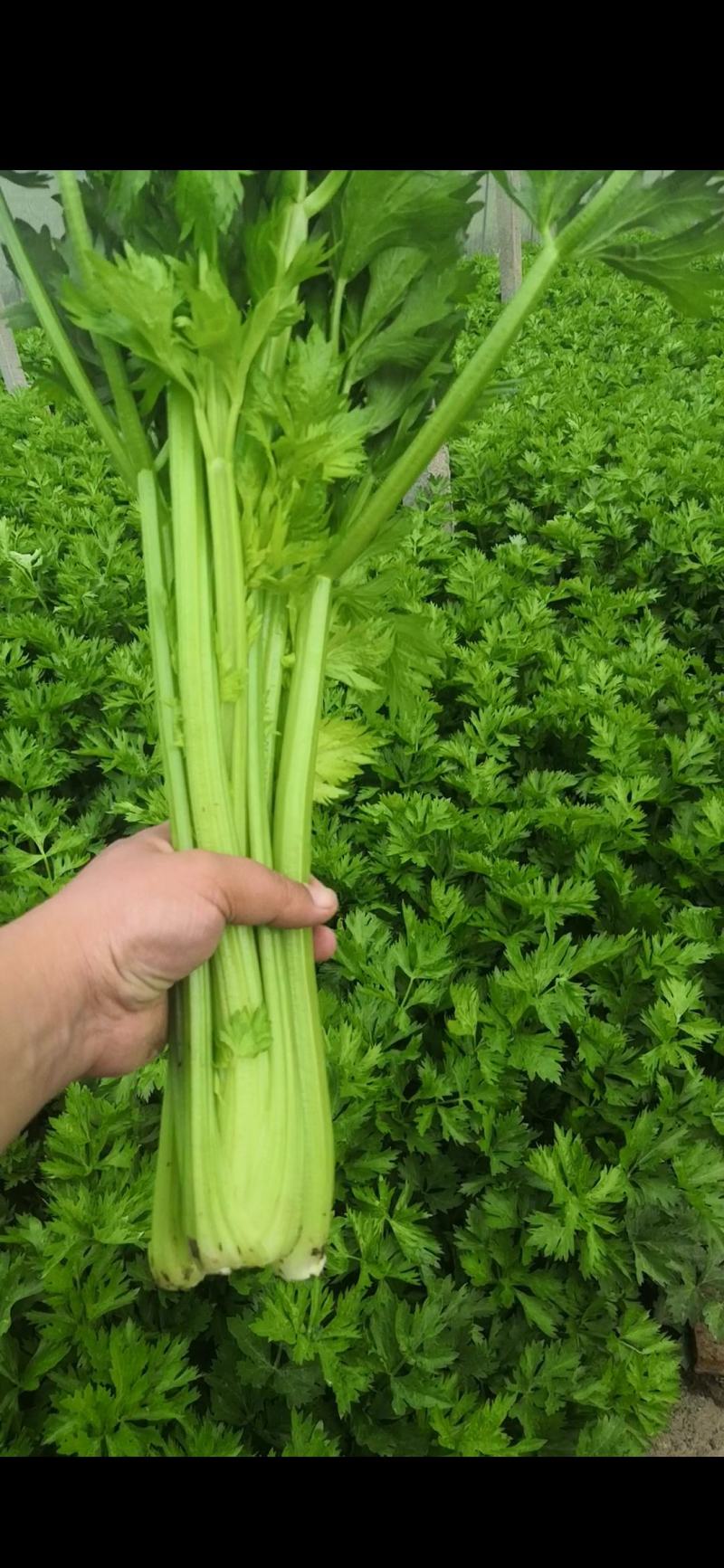 皇后芹菜中棵小棵80公分无苔子无病灾