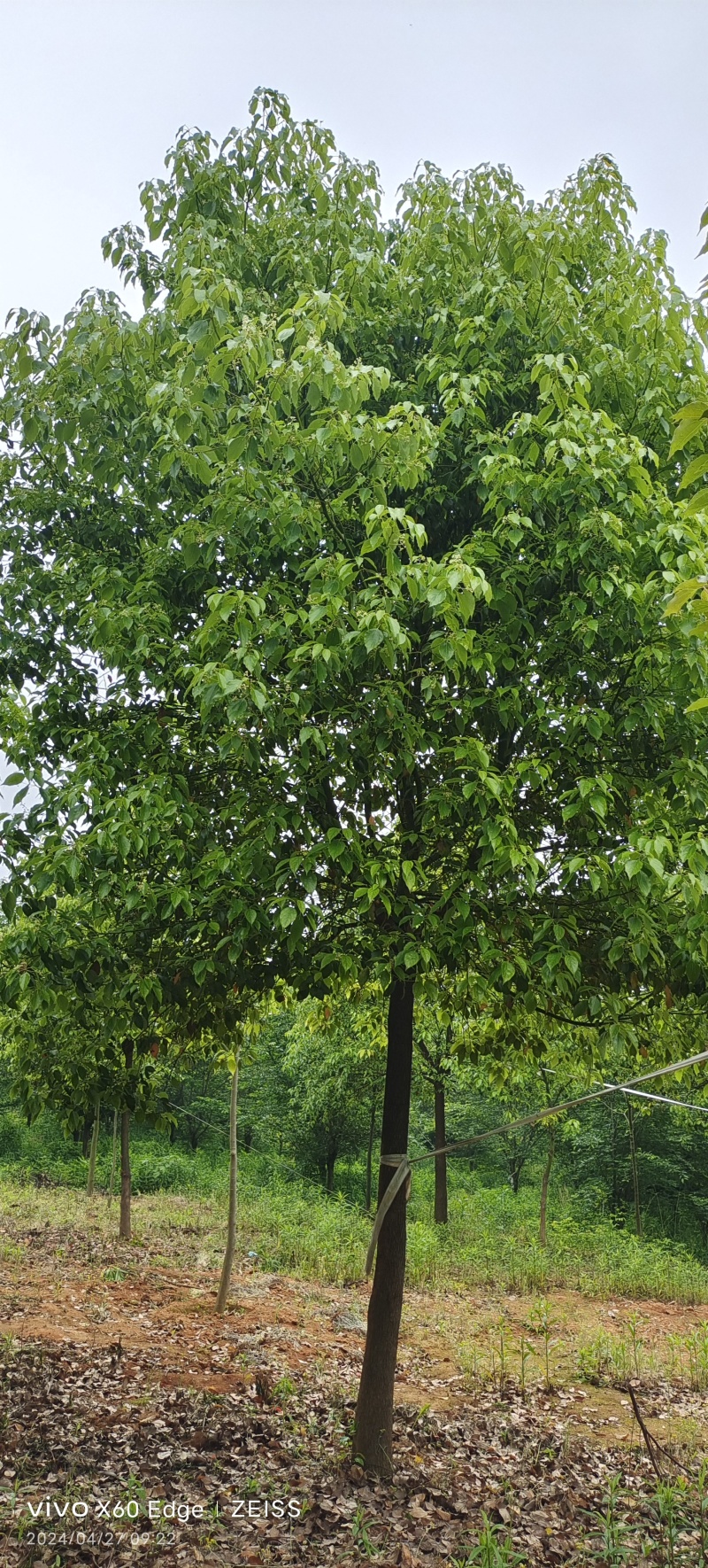 香樟
