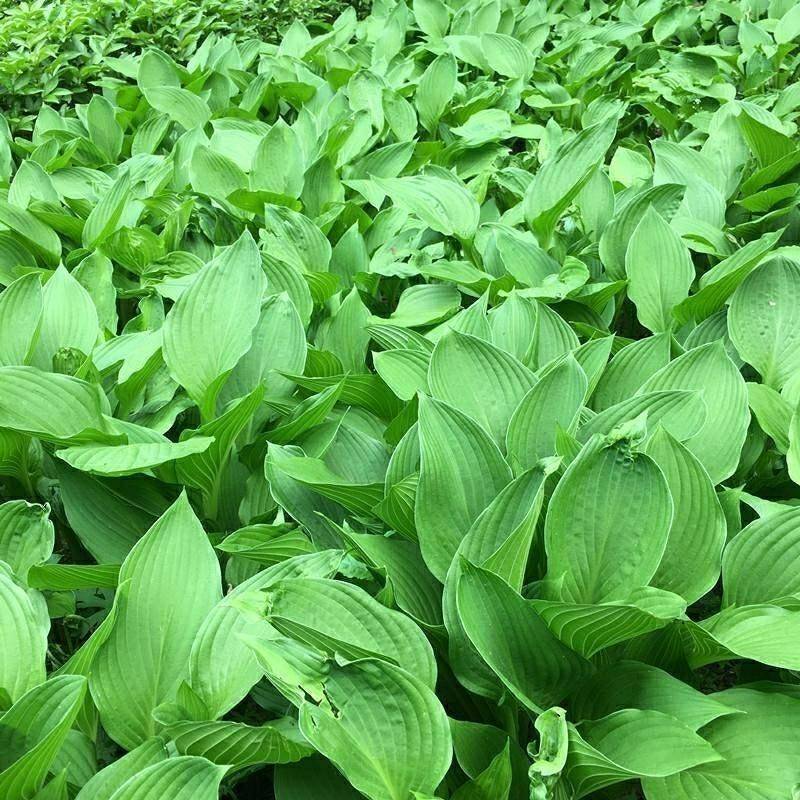 绿化工程玉簪花苗多年生宿根观叶观花植物室内外阳台盆栽地栽