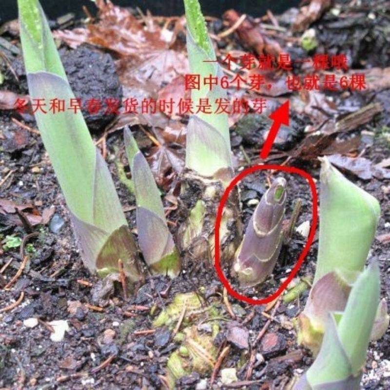绿化工程玉簪花苗多年生宿根观叶观花植物室内外阳台盆栽地栽