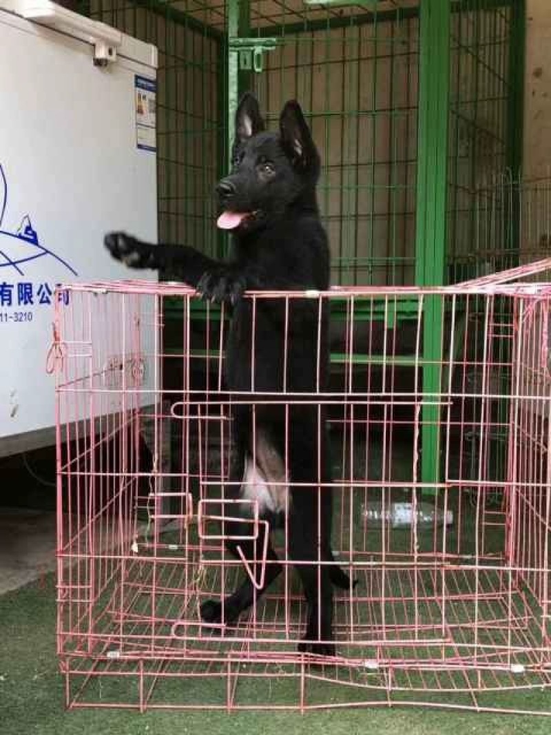 中华纯种黑狼犬幼犬宠物犬大型护卫犬高大威武