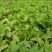 绿化工程玉簪花苗多年生宿根观叶观花植物室内外阳台盆栽地栽