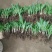 绿化工程玉簪花苗多年生宿根观叶观花植物室内外阳台盆栽地栽