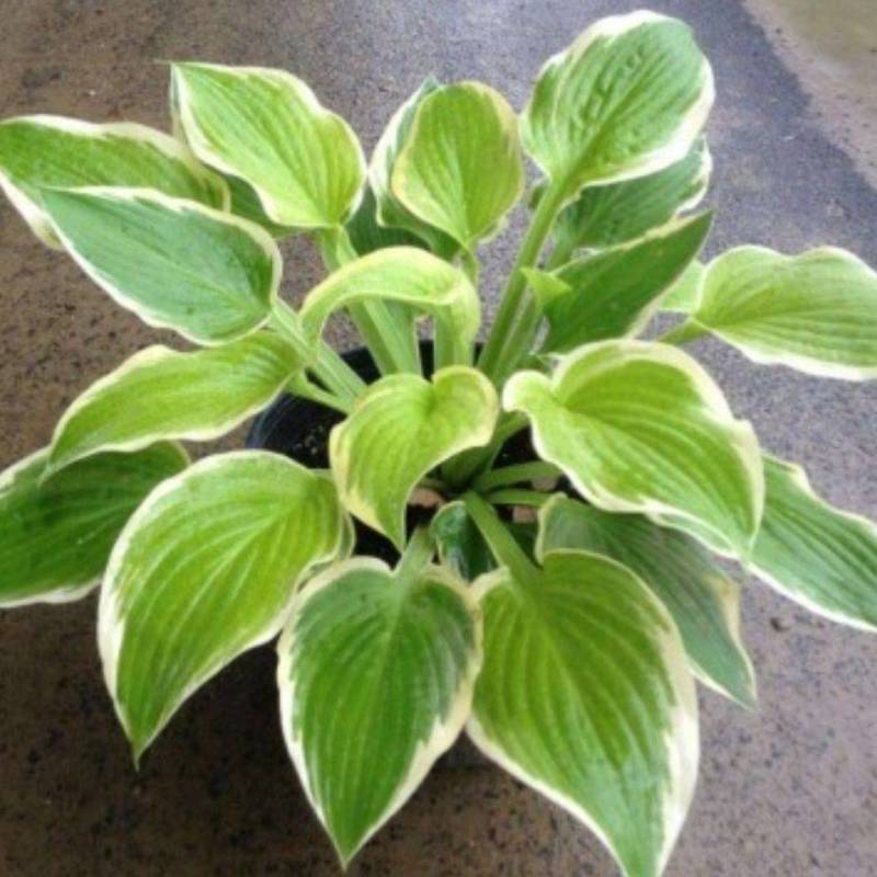 绿化工程玉簪花苗多年生宿根观叶观花植物室内外阳台盆栽地栽