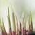 绿化工程玉簪花苗多年生宿根观叶观花植物室内外阳台盆栽地栽