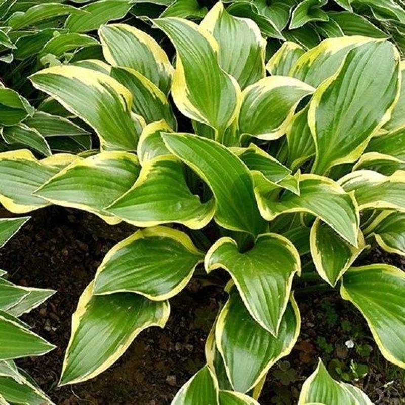 绿化工程玉簪花苗多年生宿根观叶观花植物室内外阳台盆栽地栽