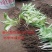 绿化工程玉簪花苗多年生宿根观叶观花植物室内外阳台盆栽地栽