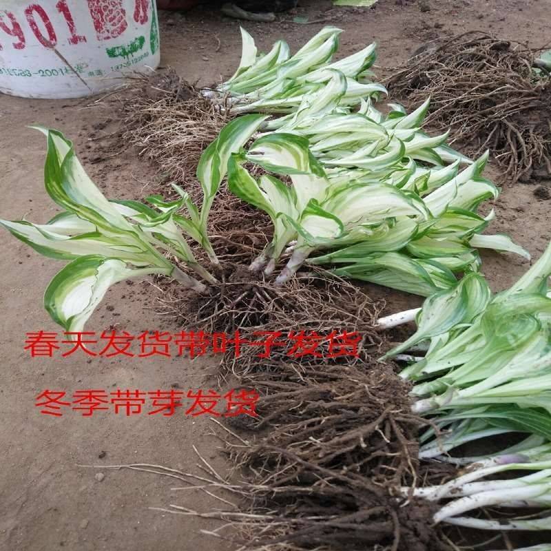 绿化工程玉簪花苗多年生宿根观叶观花植物室内外阳台盆栽地栽