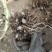 绿化工程玉簪花苗多年生宿根观叶观花植物室内外阳台盆栽地栽