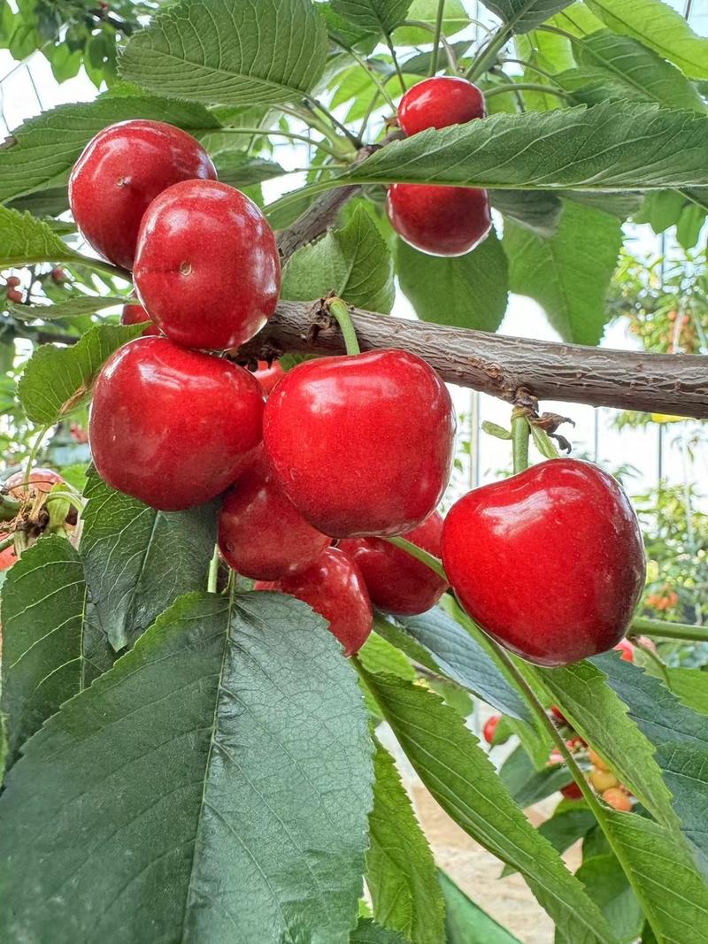 [热卖]樱桃萨米托大樱桃产地直发可供市场电商商超