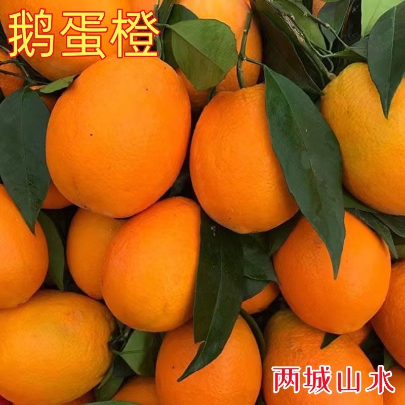 四川正宗广柑脐橙，四川人的特产！支持在线下单，欢迎电联！