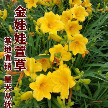 绿化苗金娃娃萱草苗南北方种植盆栽地栽庭院阳台耐寒花卉当年开花