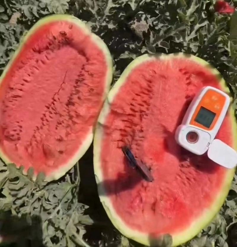甘肃靖远硒砂瓜大量上市，皮薄糖度高一手货源欢迎采购