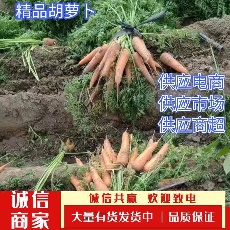 萧县胡萝卜大量上市中，电商，市场，货源充足