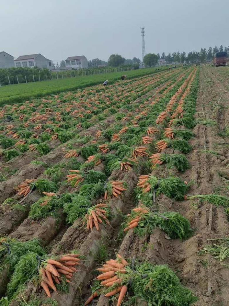 装箱胡萝卜大量现货，质量好，欢迎采购，量大从优
