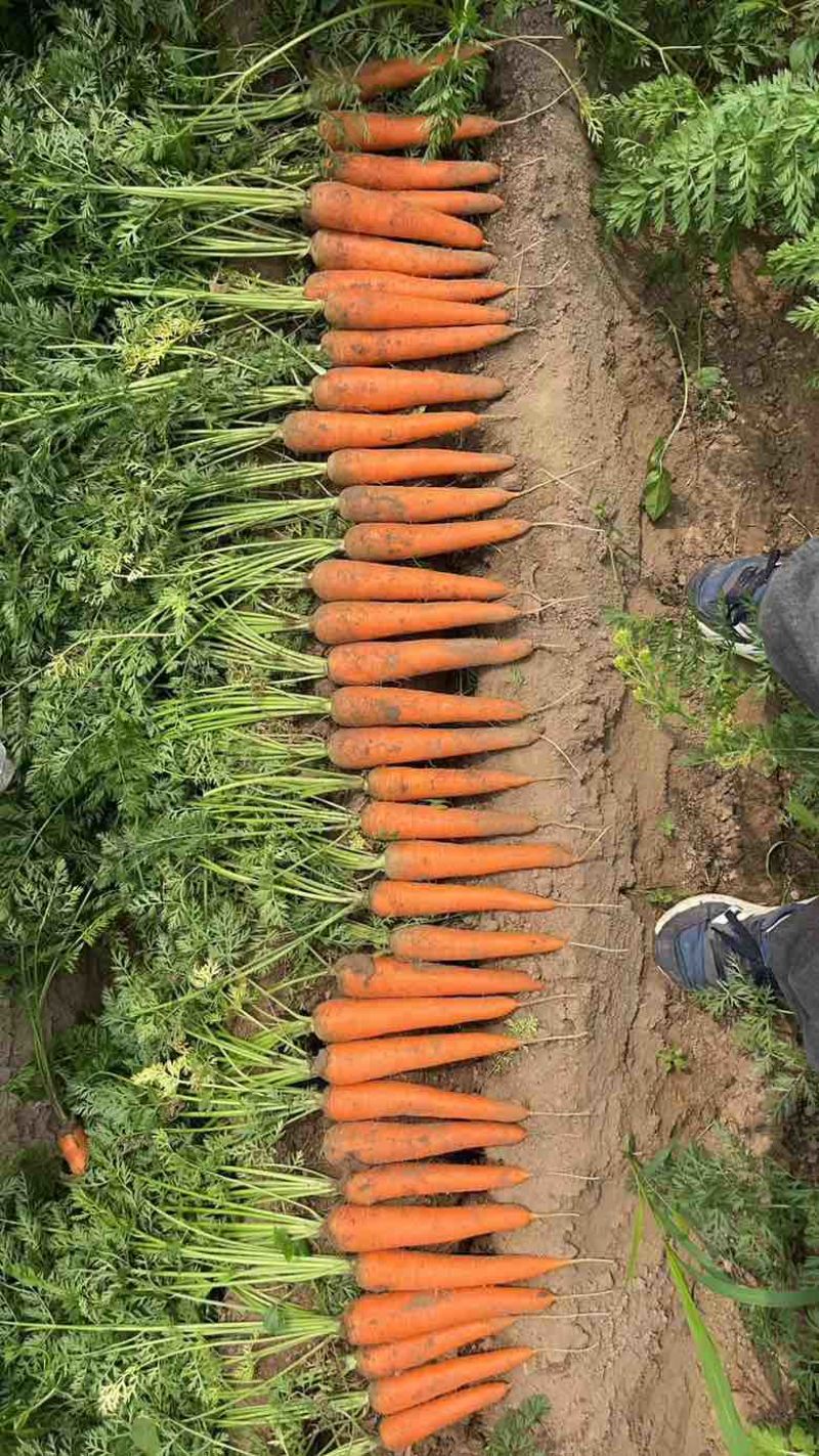 装箱胡萝卜大量现货，质量好，欢迎采购，量大从优