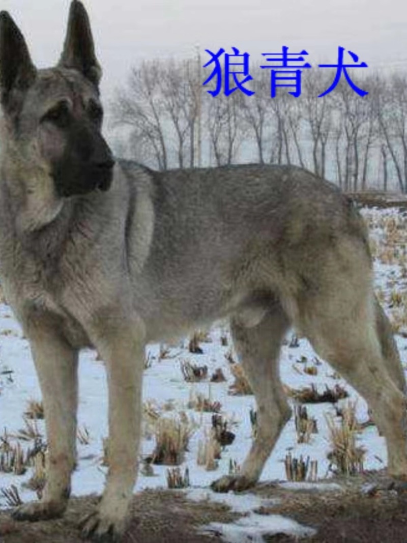 狼青犬山东正规犬舍养殖疫苗已打可以视频挑选