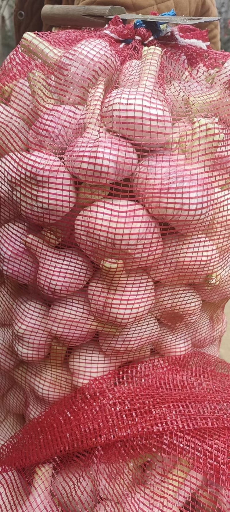 新鲜紫皮鲜蒜大量上市了