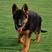 黑背德牧德国牧羊犬大型军犬可视频挑选