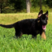 黑背德牧德国牧羊犬大型军犬可视频挑选