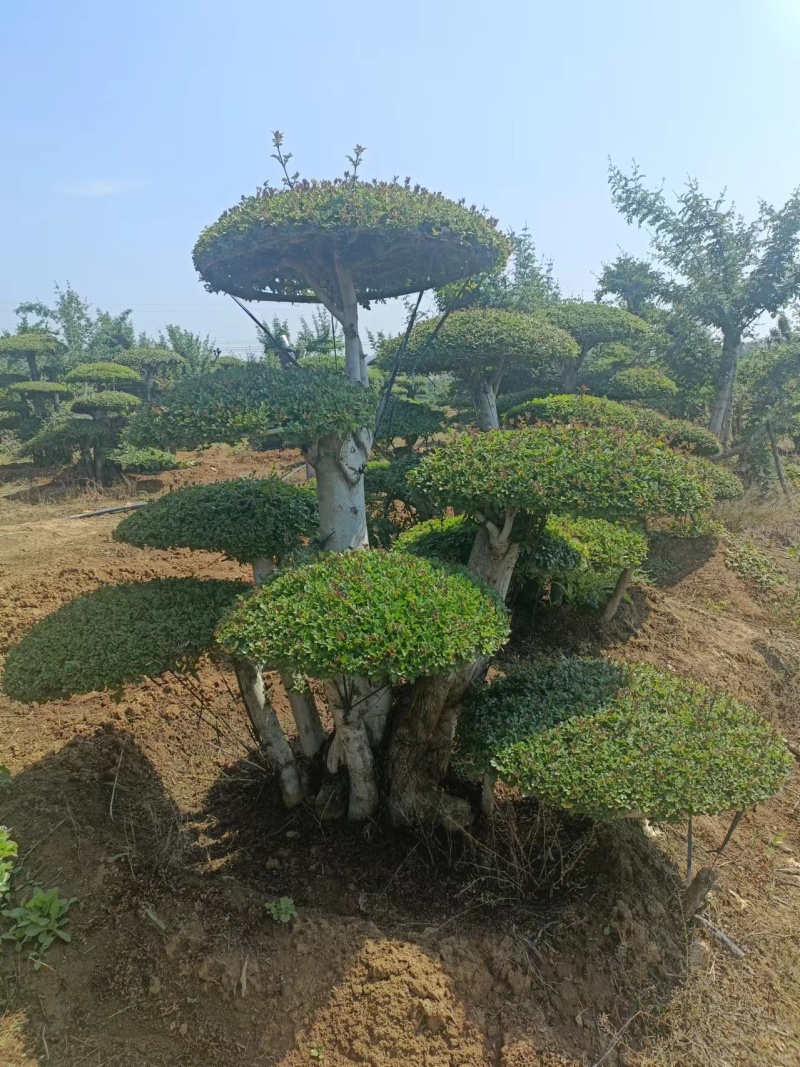 荆门对节白蜡精品观景树，可以视频看货，源头种植移植，诚信